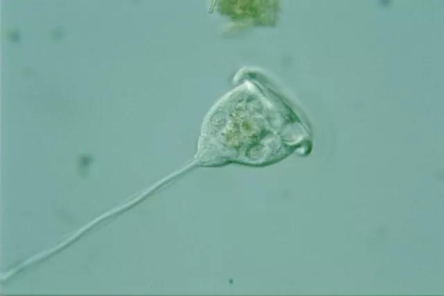 Varticella conrallaria