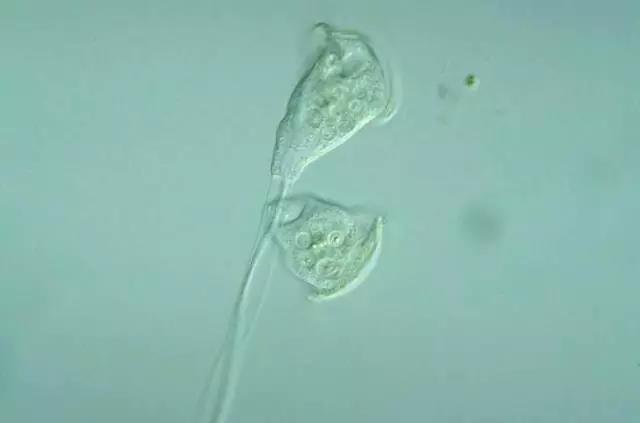 Varticella conrallaria2