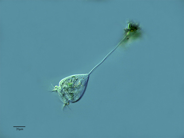 Vorticella micostoma 2